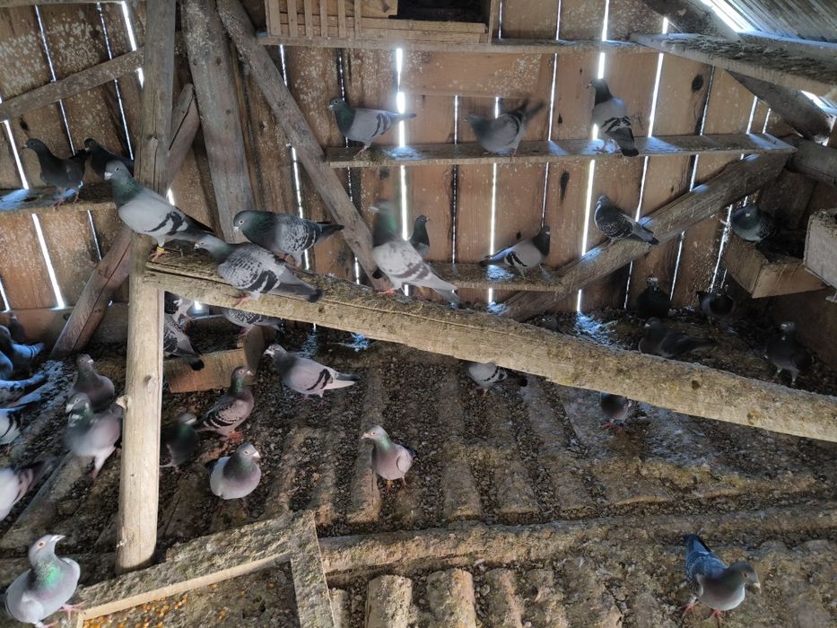 Porumbei de vânzare