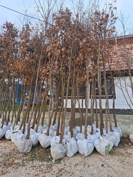 Vindem Platani Stejar Mesteacan Tei Magnoli Leylandy