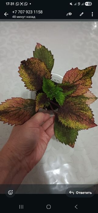 Комнатные растения