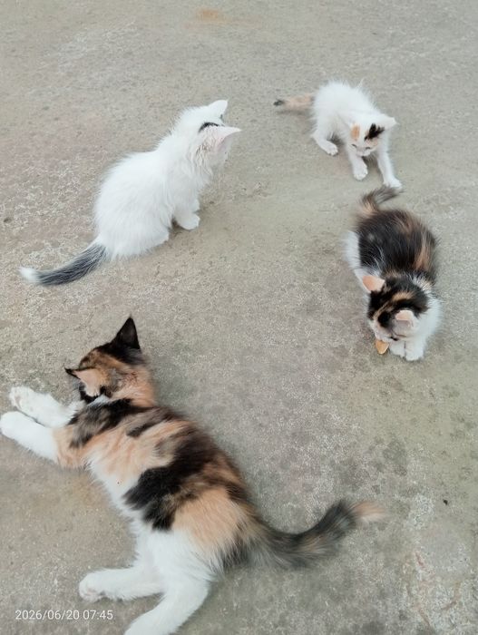 Котята / Мушукчалар