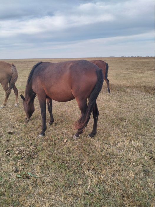 Жылкылар сатылады