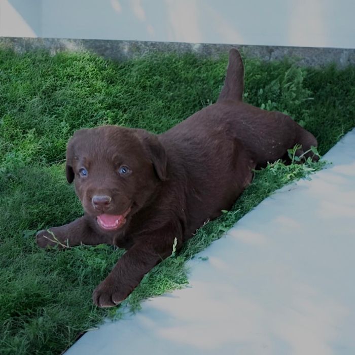 Labrador retriever pedigree