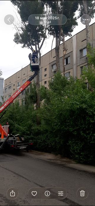 Спил деревье Ағаш кесу