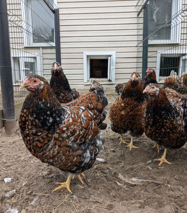 Петух Виандот толбунт