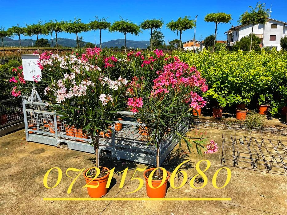 Leandru ( Nerium ) oleandru, lămâi, mandarin, buxus glob, maslin