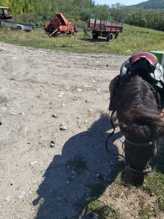 Ponei pereche mascul + femela, caruta, sea, hamuri