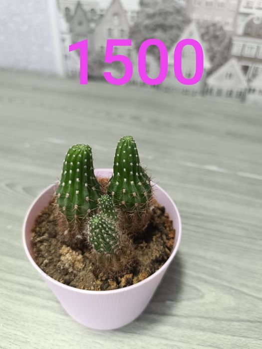 Продам недорого цветы