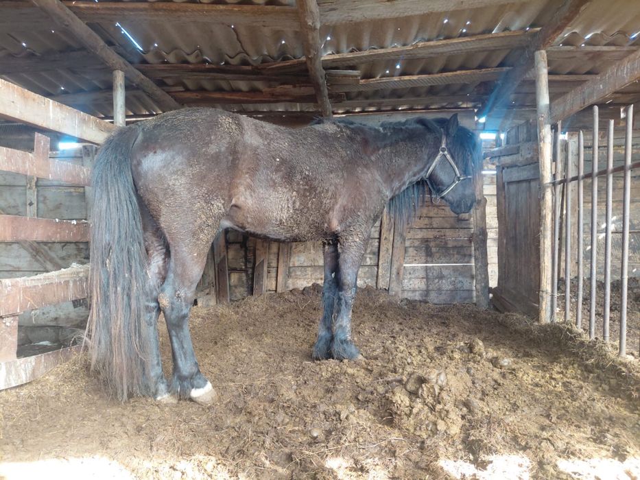 Продам жеребца 4-жасар