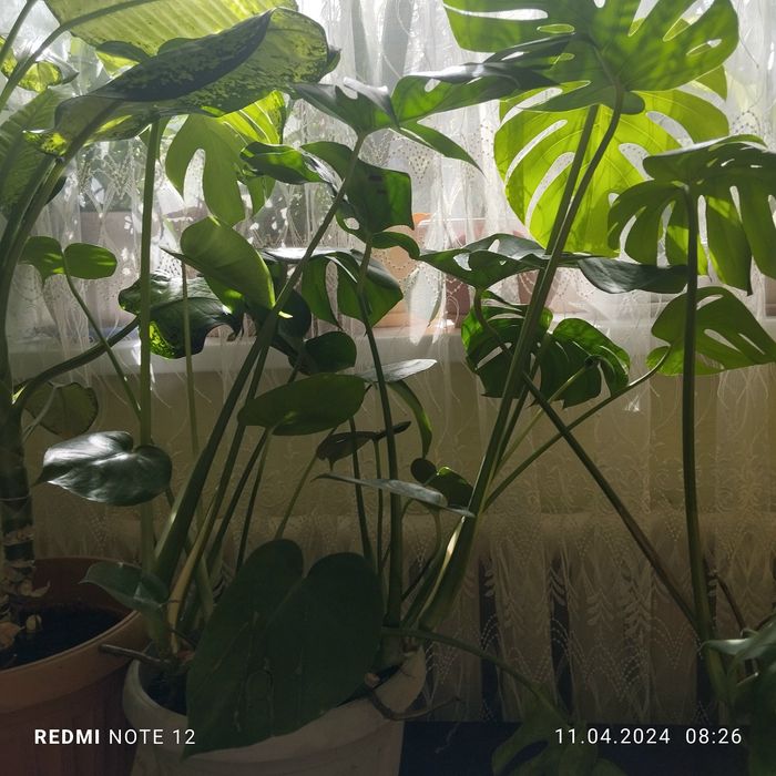 Прпродам домашние цветы