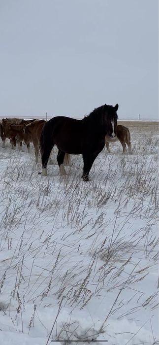 Жеребец тяжеловоз 3 года