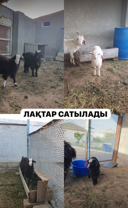 Лақ сатылады