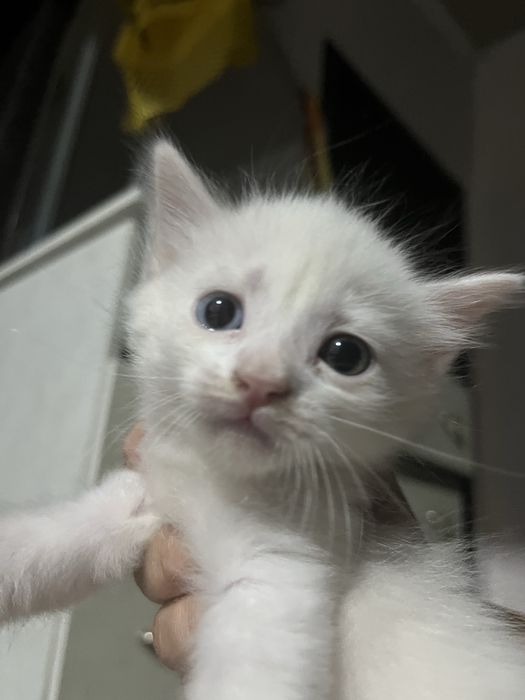 Белая кошка,Као мани