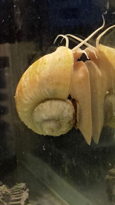 Улитки ампулярий