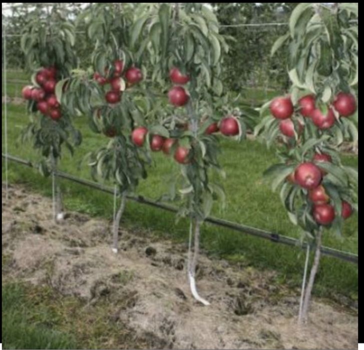 Pomi columnari ( toamna 2024 )