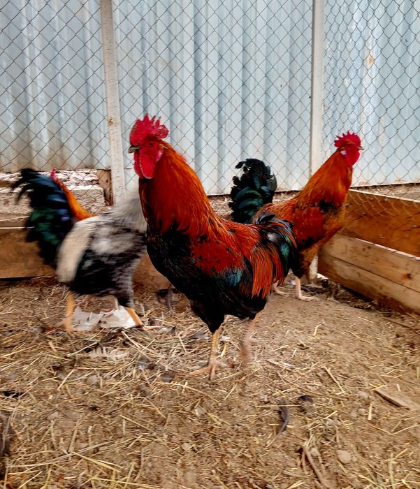 Петушки молодые от Кучинского