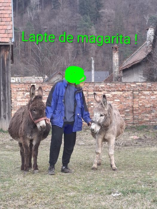 Lapte de magarita