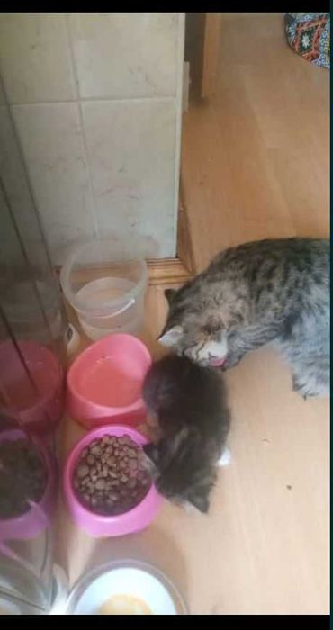 Продаю котят срочно.
