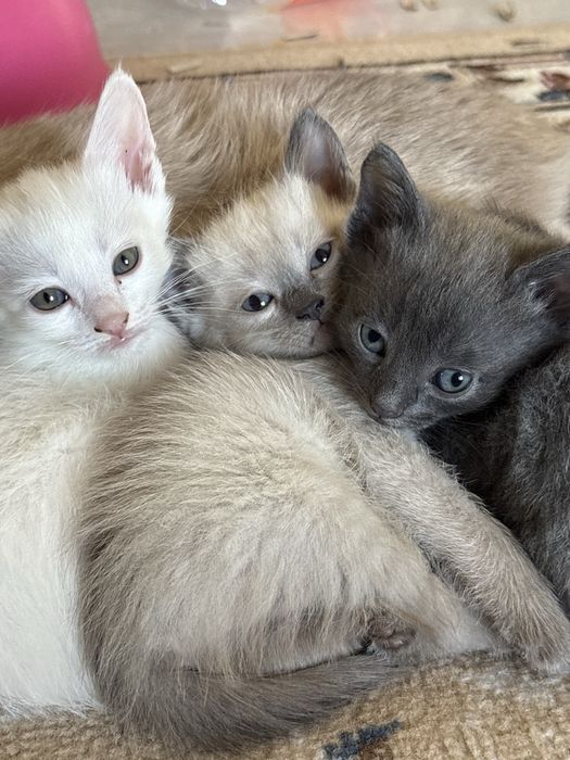 Отдам котят бесплатно!
