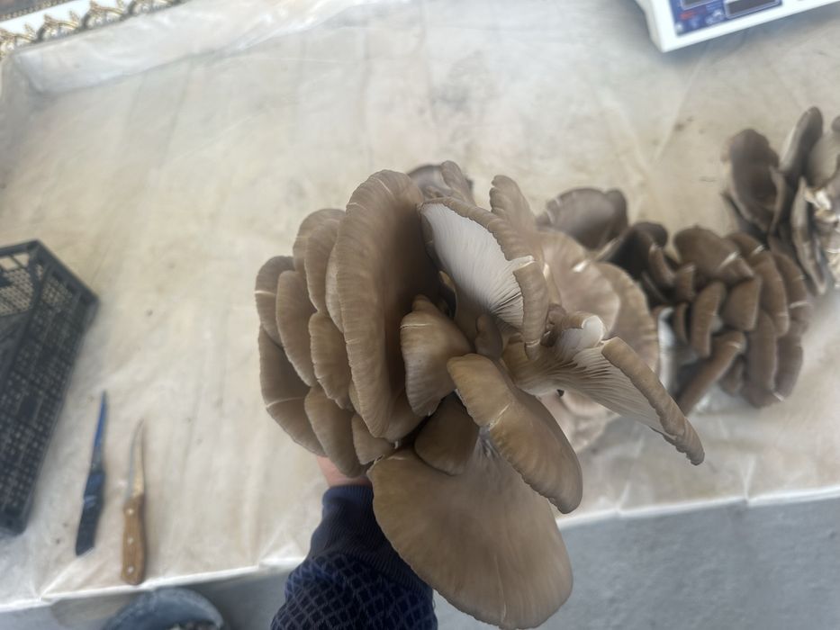 Qo’ziqorin sotiladi