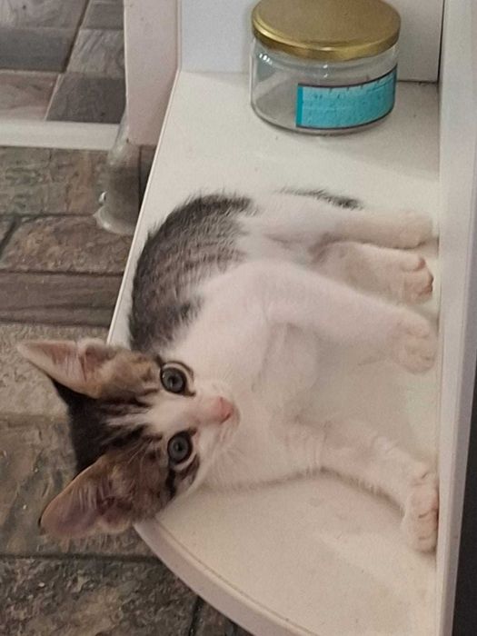 Отдам котят в хорошие руки