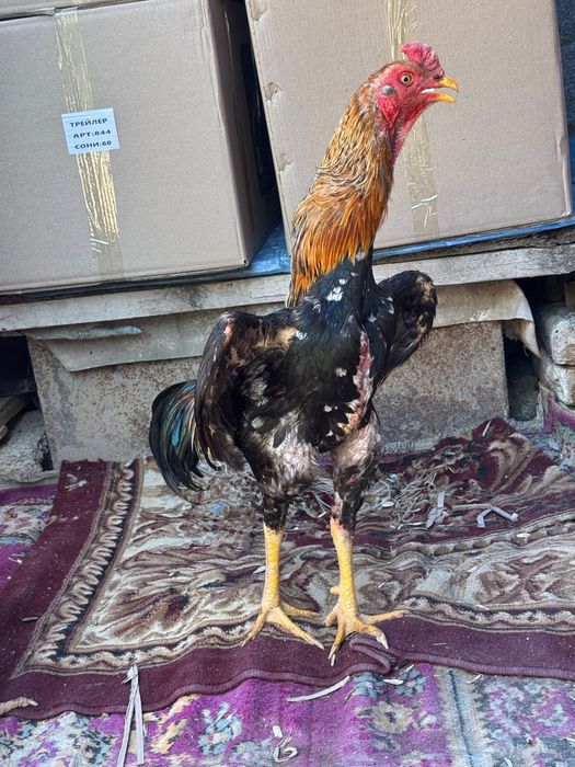 Joja sotladi karis bekorchi qlinmagan qoni toza 4 kilo nari beri