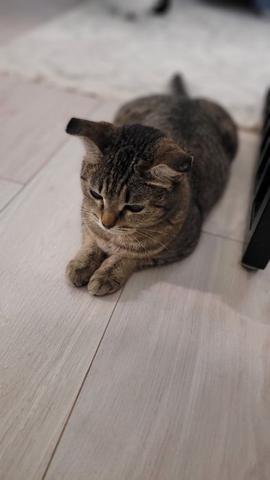Отдаём кошку в добрые руки