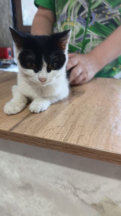 Котята бесплатно