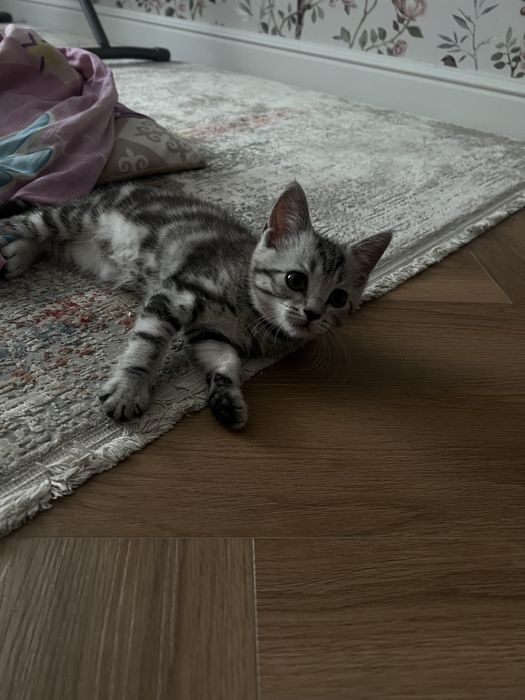 Продам кошечку 2 месяца