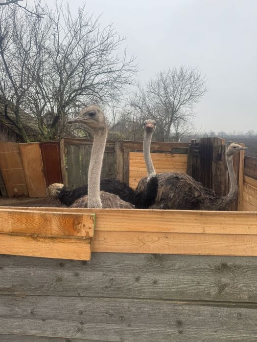 Vand  2 familii de struti