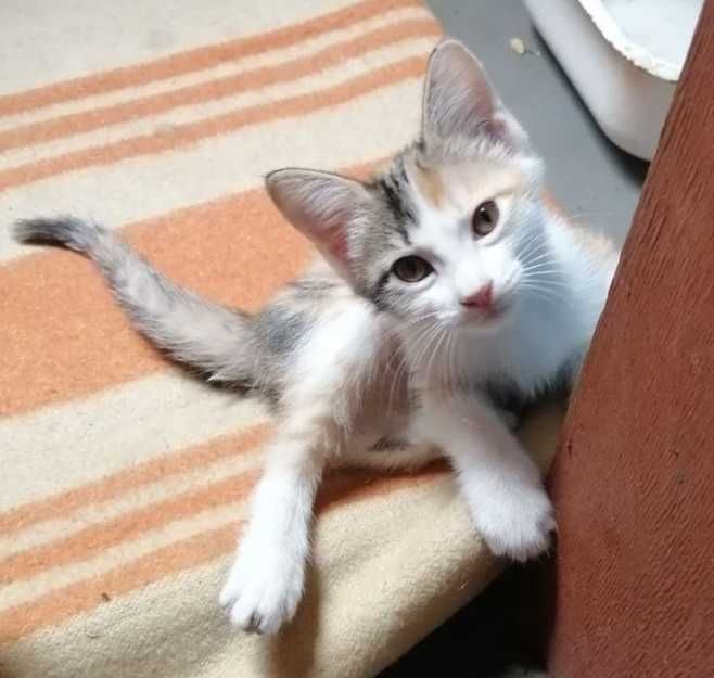 Котята бесплатно