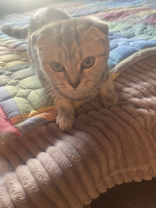 продам шотландскую кошку