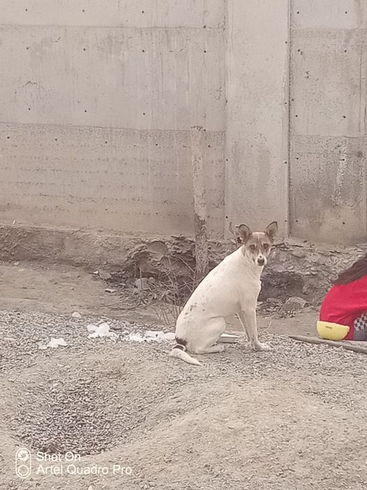 Собаки мехрибон кулларга