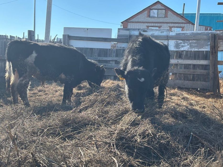 Продам КРС на мясо по