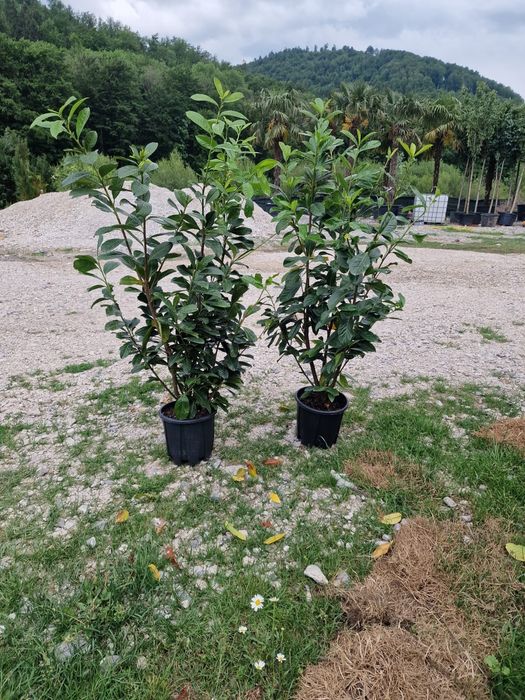 Mesteacan tei leilandi bambus catalpa laur