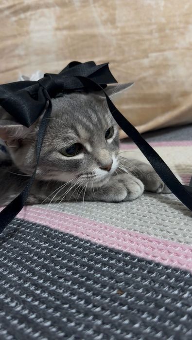 Кошка отдам в добрые руки