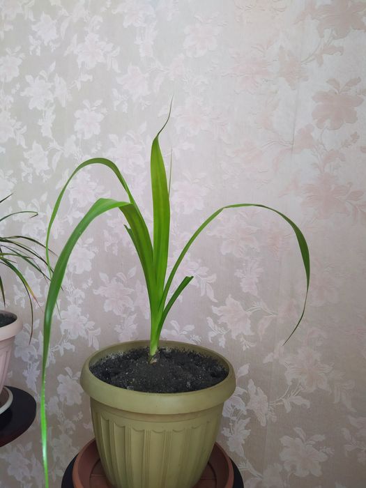 Подставка под цветы. Пальма Панданус.