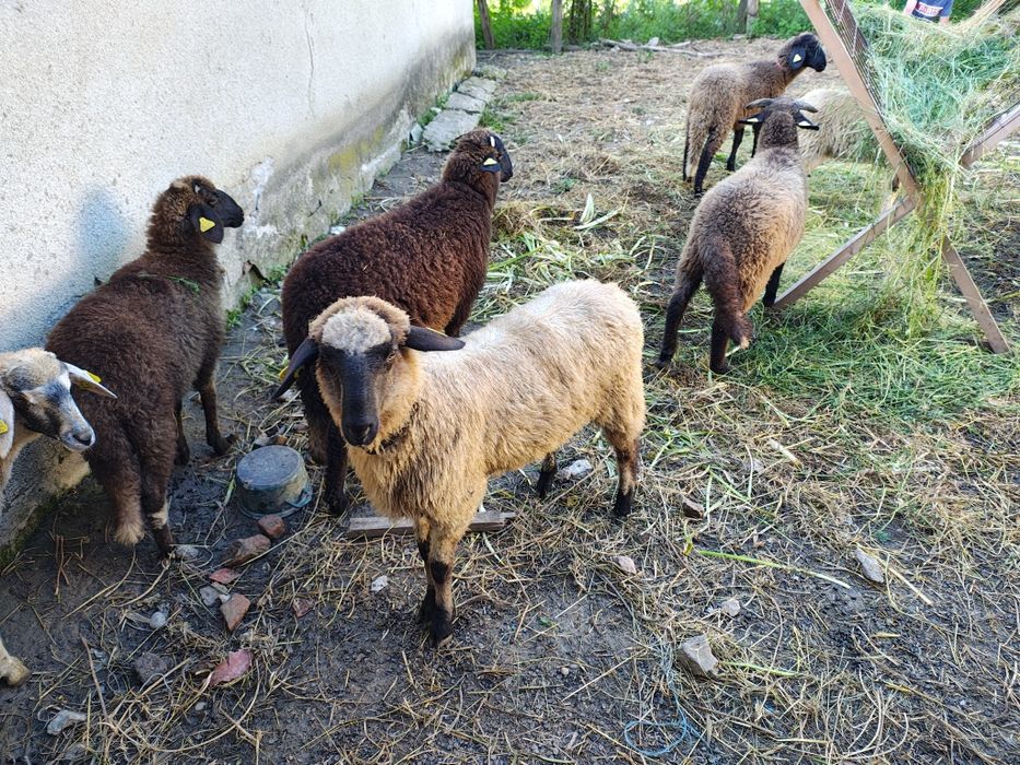 Mieluțe Miei  Carabase