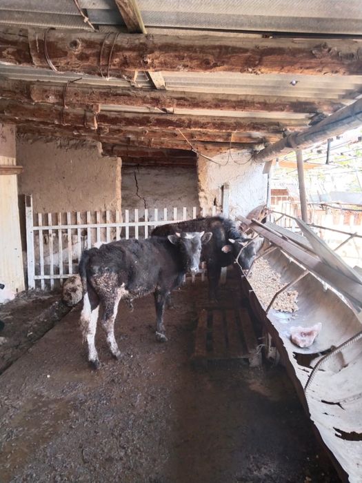 1 жасар бұқалар бордақы