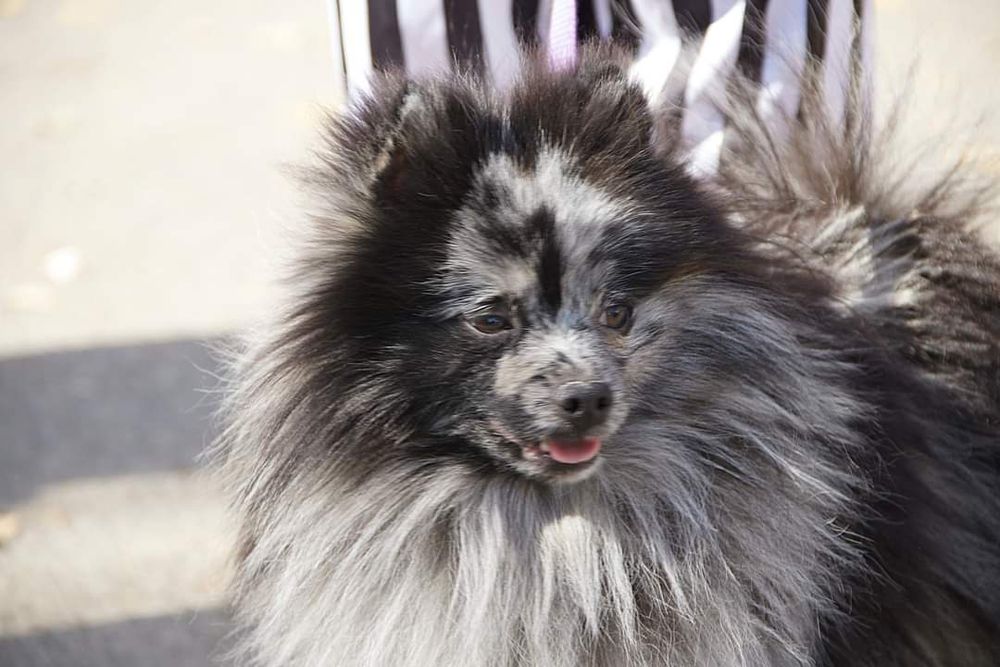 Продажа мраморный шпиц