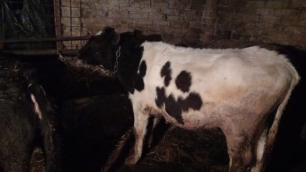 Продам тёлочек и бычка. Бузау сатамын.