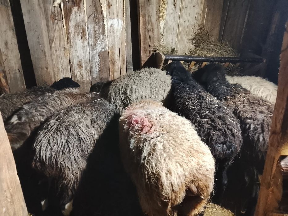 Продам баран семіз қойлар сатылады