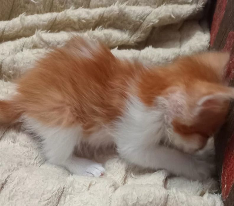 Котёнок - мальчик