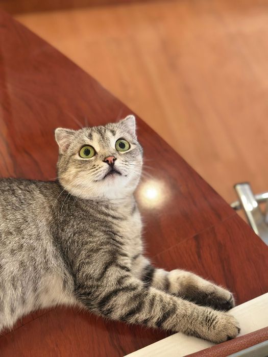 Кошечка ласковая,