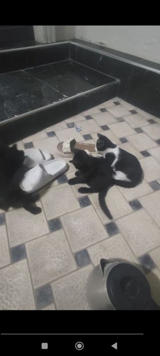 Mushuk bolalari tekinga faqat boqadigan qaridigan inson bosa