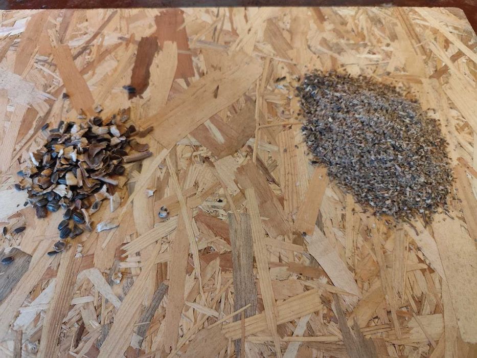 Seminte de floarea soarelui selector