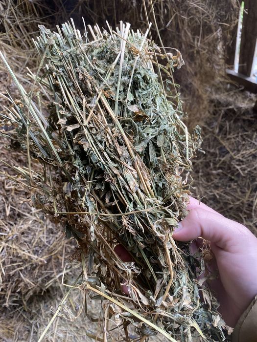 Vand baloți lucernă.