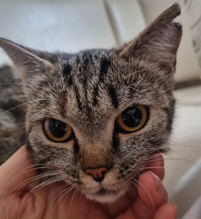 Кошечка ищет дом