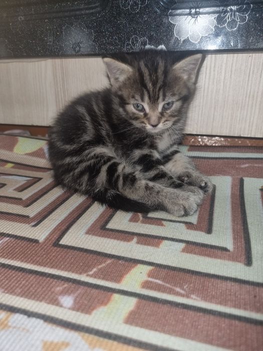 Продам милейших котят