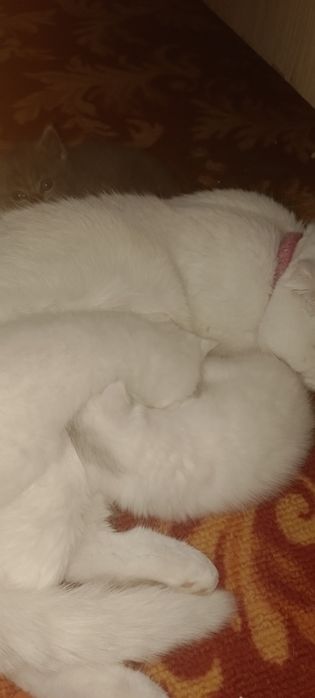 Отдадим в хорошие руки