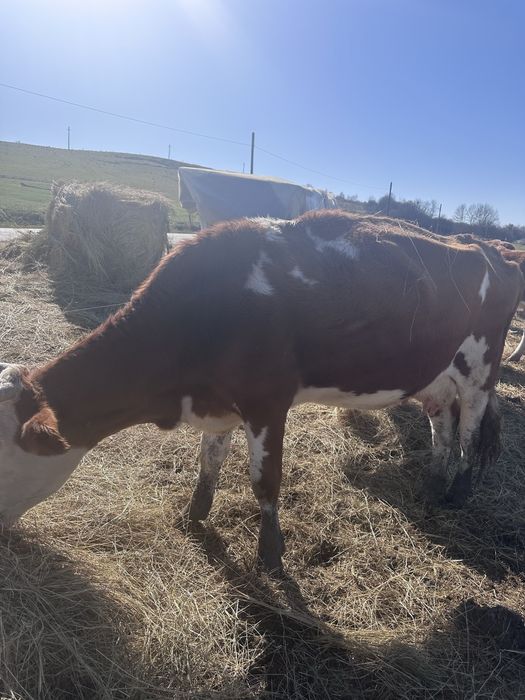 Vand vaci, urgent rog seriozitate